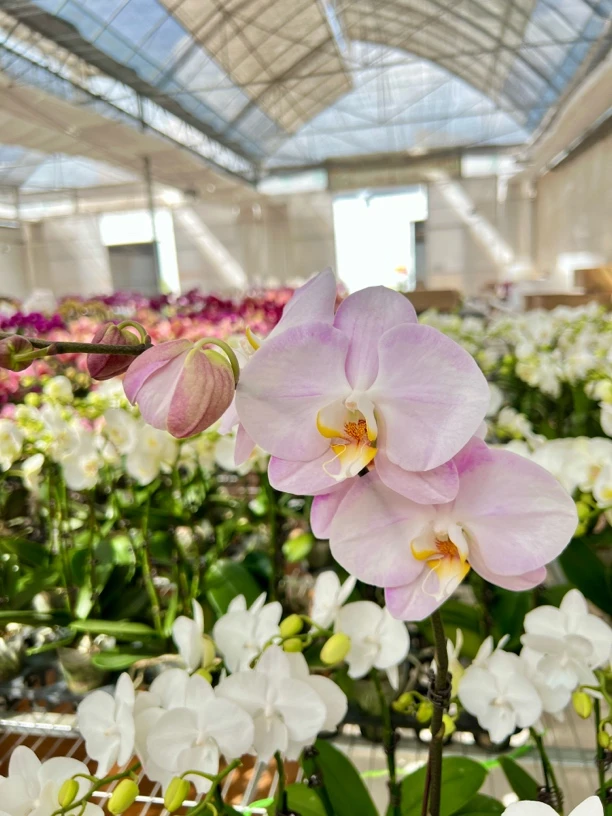 大花粉色【白莲】蝴蝶兰带花发货室内盆栽