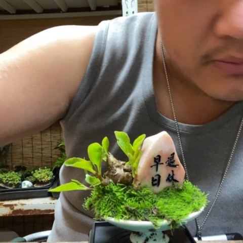 红陶一物一拍所见即所得172