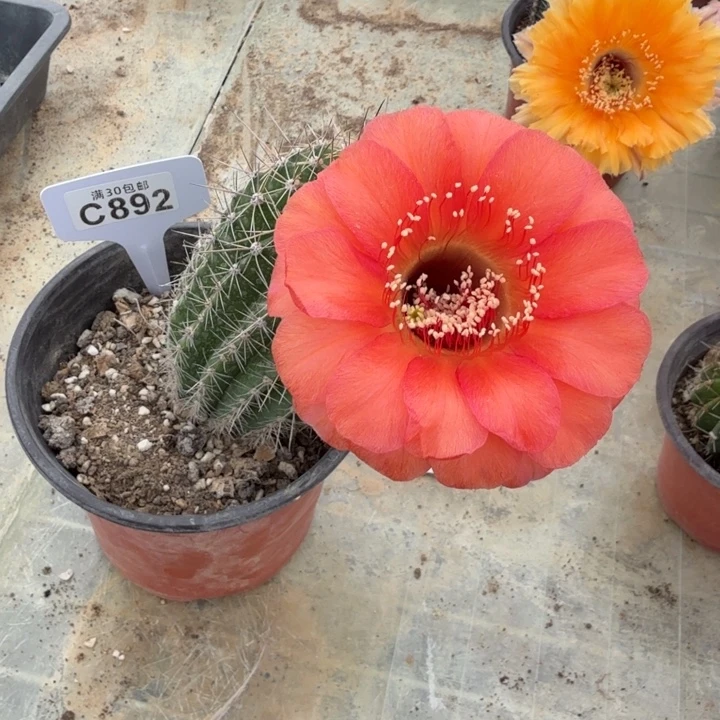 元宵一物一拍C892