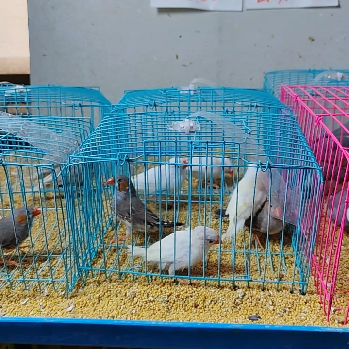 知***水文鸟特价珍珠鸟灰色白色各一对