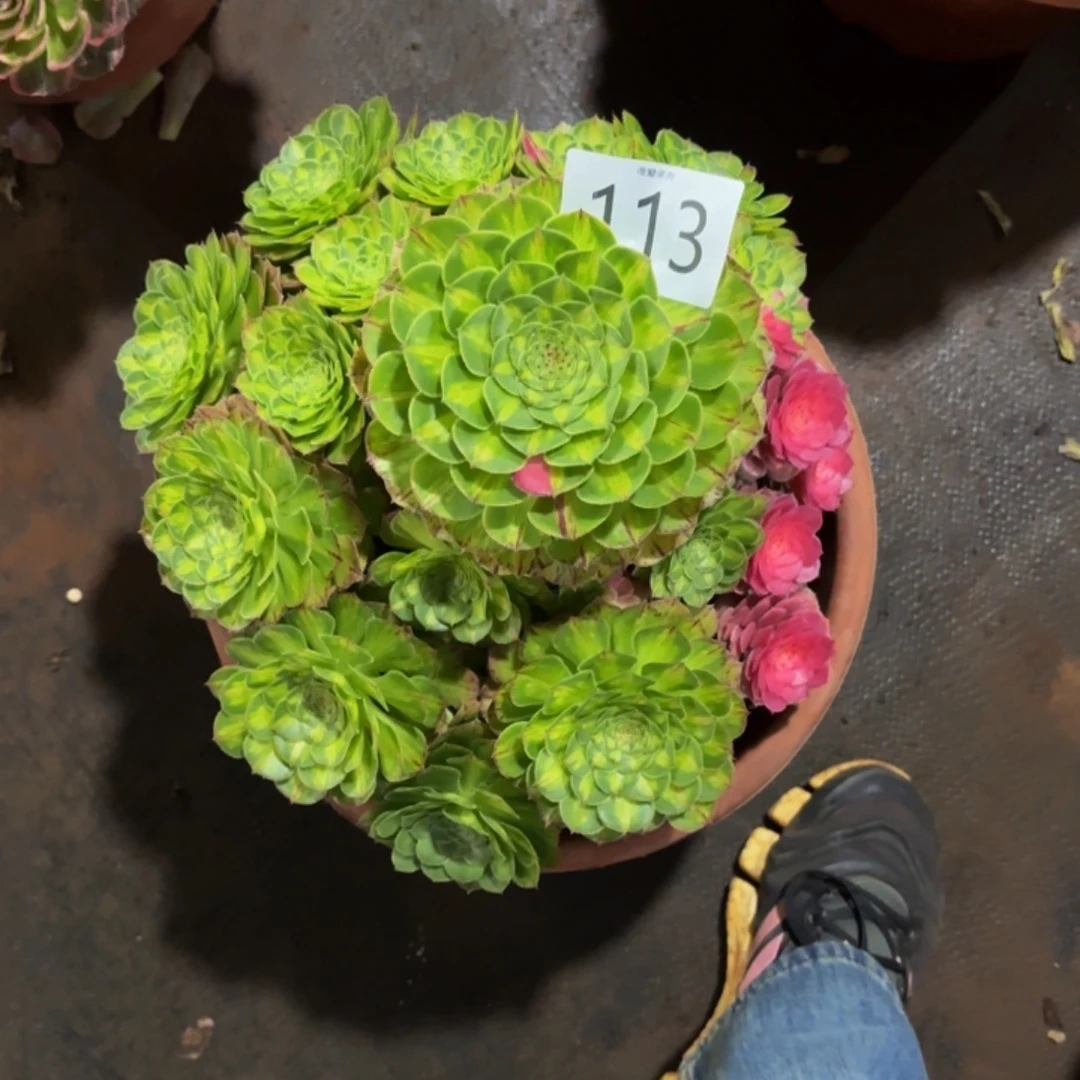 哈哈多肉葡萄福利113