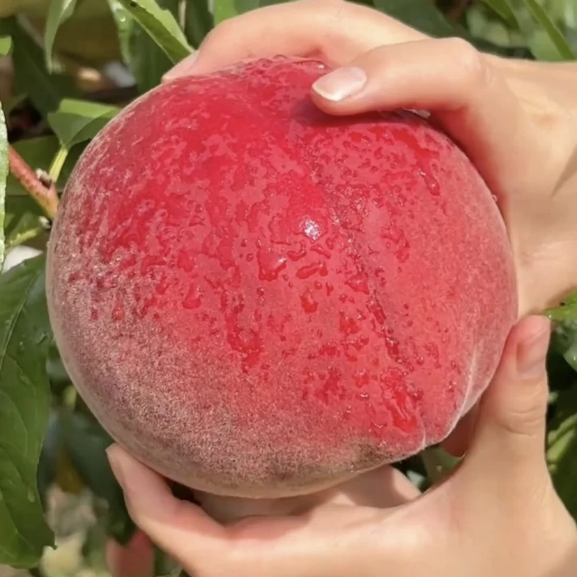 【果园直发】云南大理高山冬桃新鲜现摘应季水果蜜桃子脆甜多汁毛桃