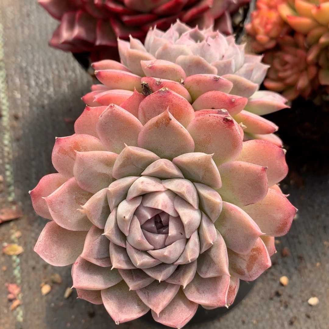 7152新年快乐发发发