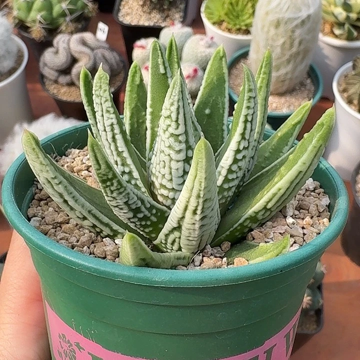 皇帝十二卷仙人球12