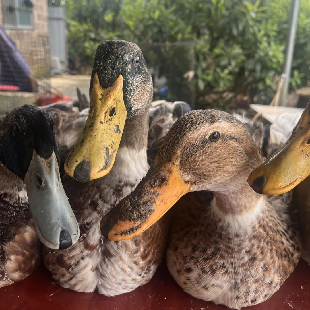 【顺丰包邮】农家放养老鸭土鸭单只净重6-7斤净膛炖汤红烧H