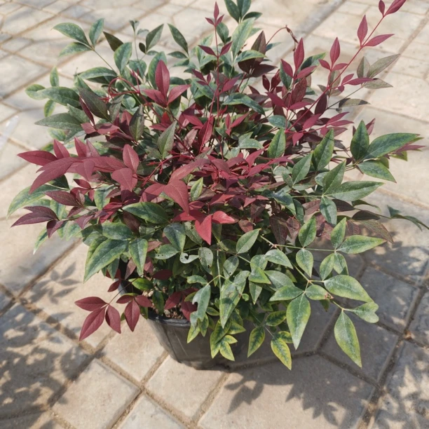 【南天竹】1加仑盆栽红宝石火焰南天竹四季常绿耐寒花园观赏植物