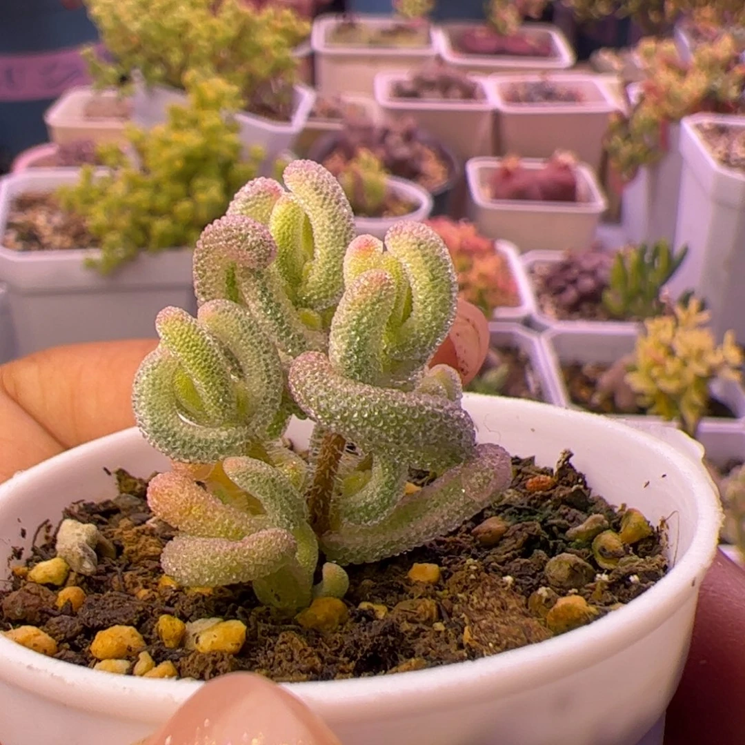 多肉植物枝干超白