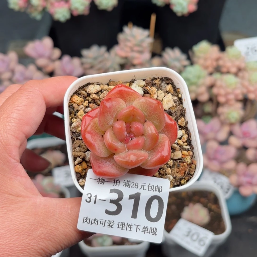 熊先生多肉多肉多肉