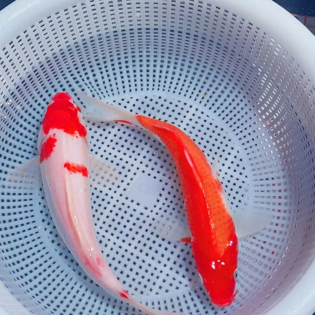 锦鲤锦鲤观赏鱼1111