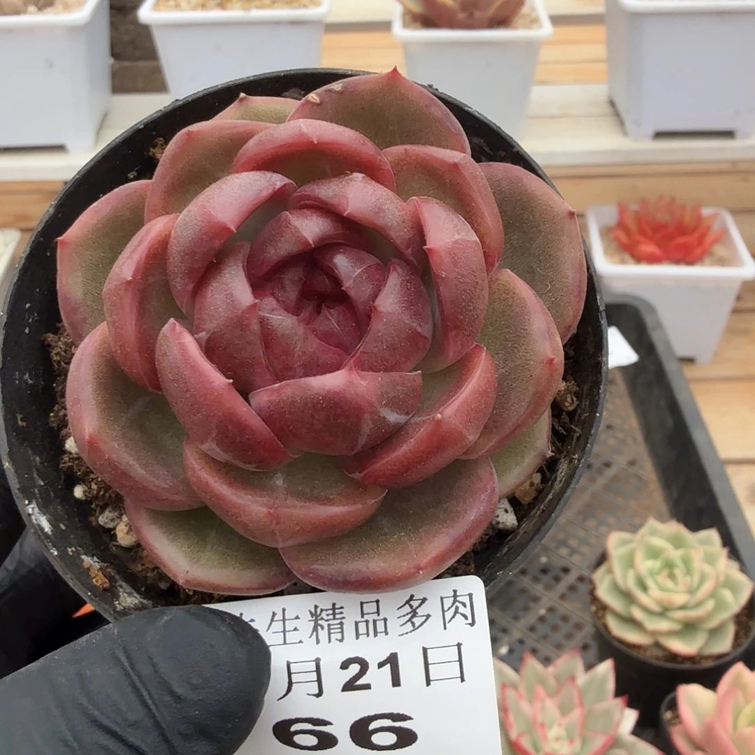 1121-66般若珍妮单头