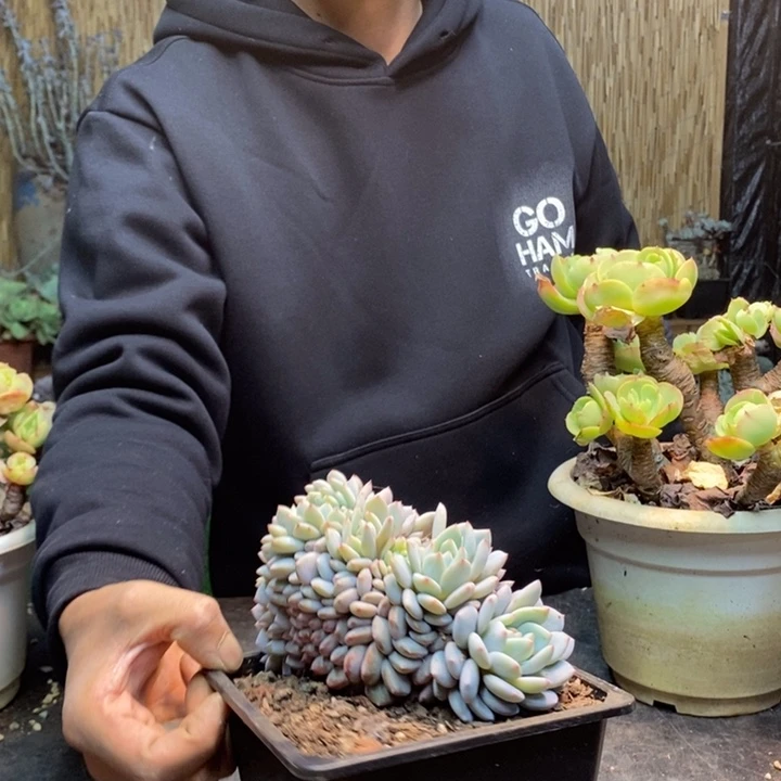 葉***倫120号星星橙多肉植物