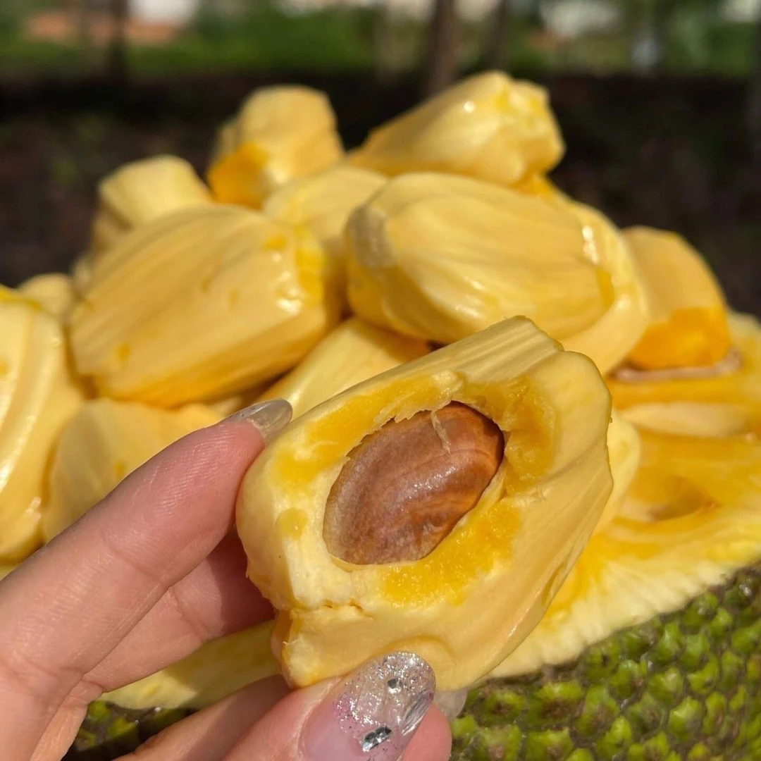 【京东发货】越南进口菠萝蜜黄色果肉新鲜水果菠萝蜜整果8斤起包邮红肉菠萝蜜越南社会主义共和国