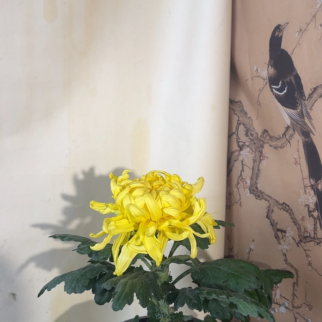 全部花朵M22222222