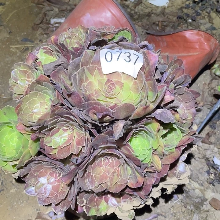 多肉植物法师737花月夜