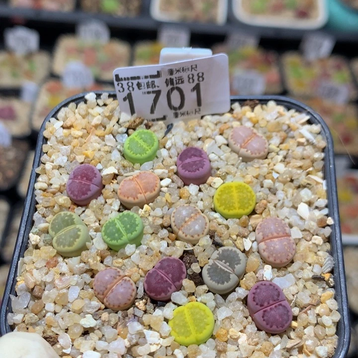 Sss精品生石花1701