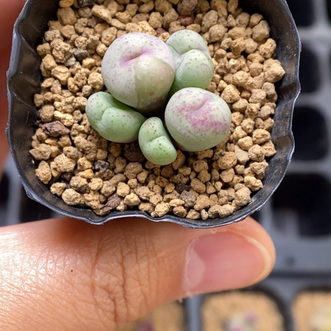 多肉植物肉锥杂交K-860 毛饼杂