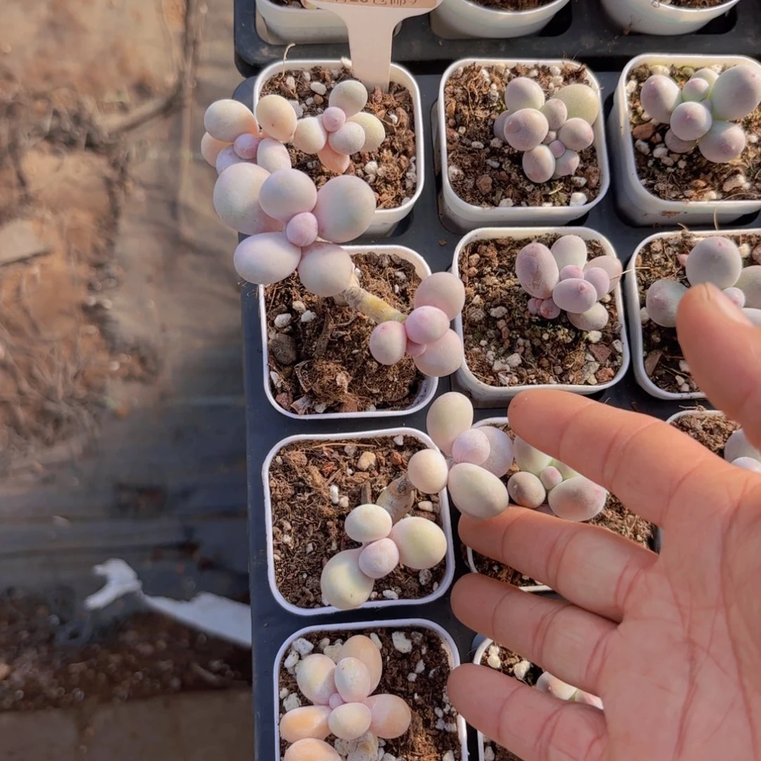 E096水光针一物一拍