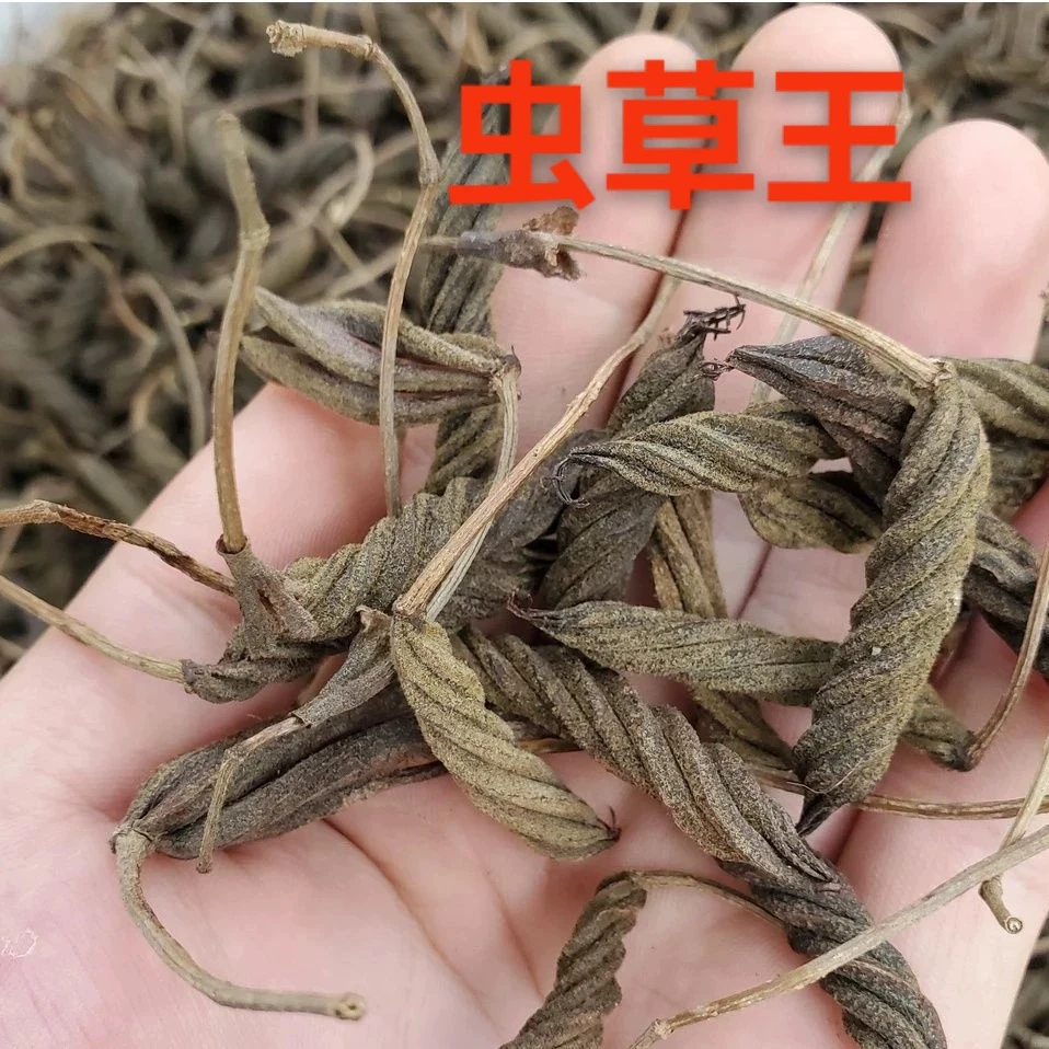云南四季山货〈缅甸虫草王〉正品泡水煮水枸杞