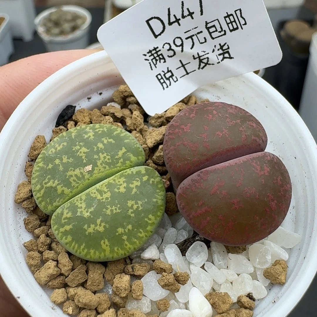 447多肉哈哈哈哈哈哈哈