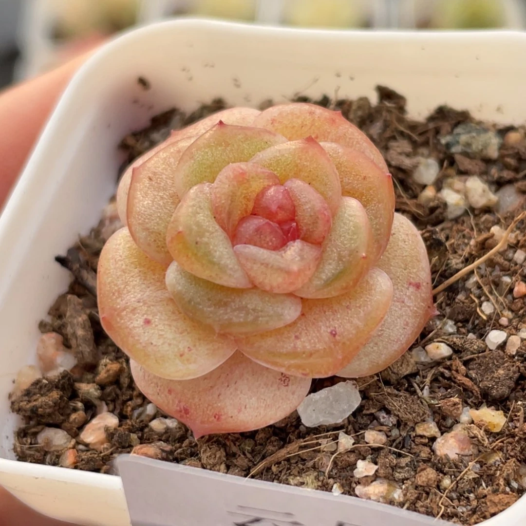 518号糖心冰心珍妮