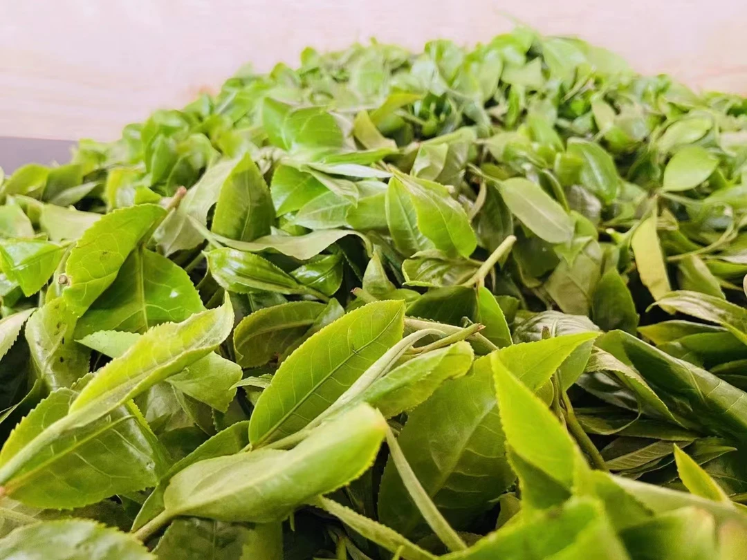 3月30日分享【冰岛产区名山荟萃】古树散茶普洱茶生茶