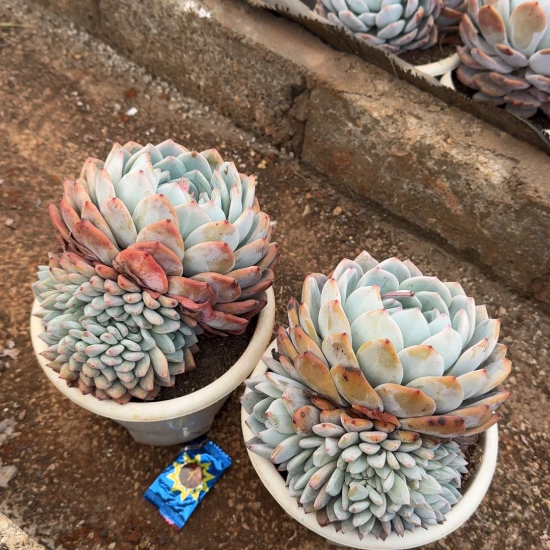 单头带缀橙梦路多肉植物