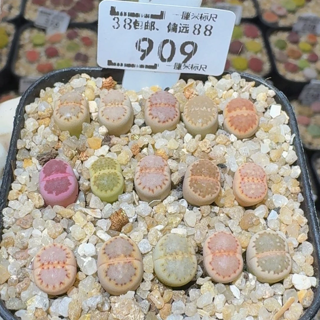 Sssss生石花肉锥909