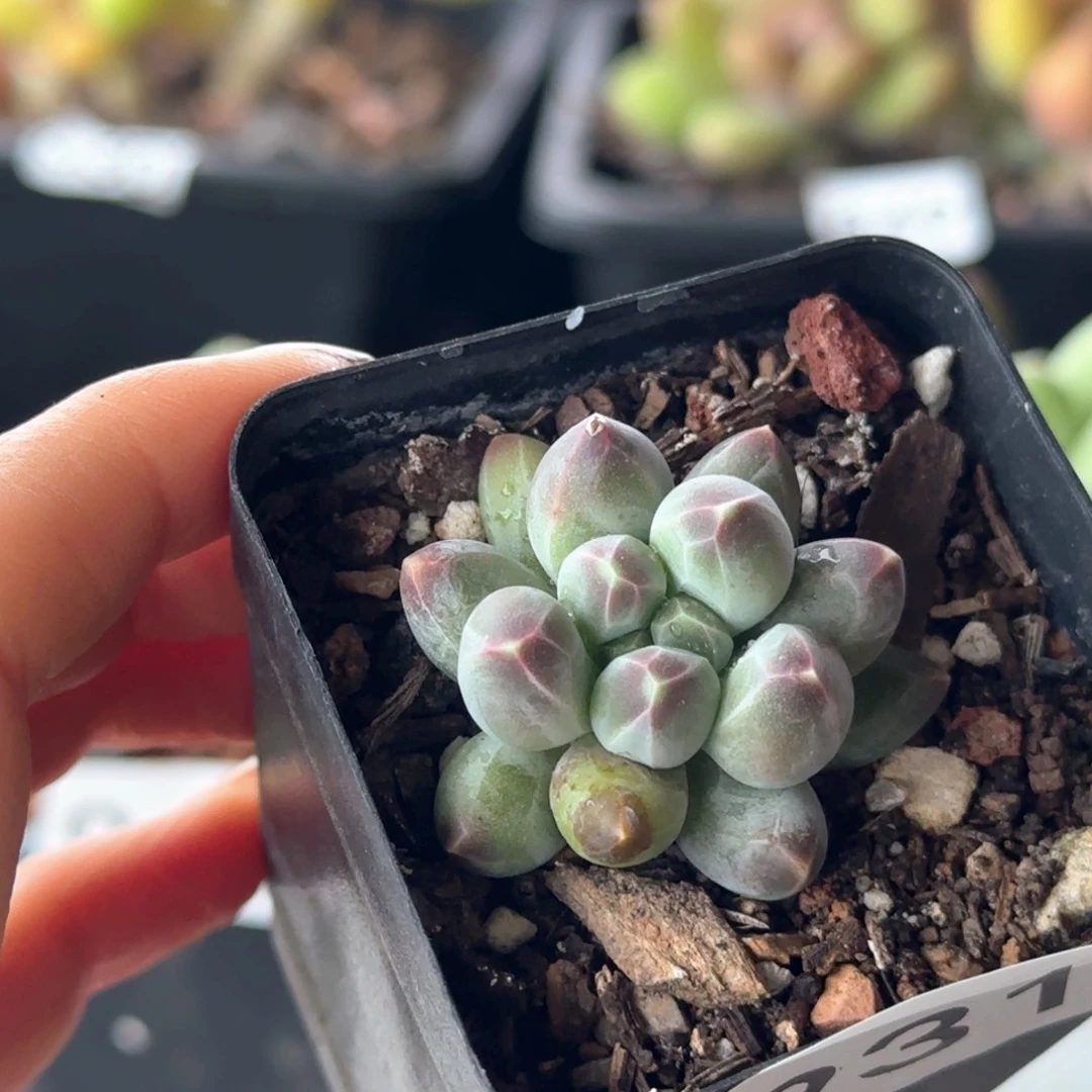 931号 一物一拍 一物一拍