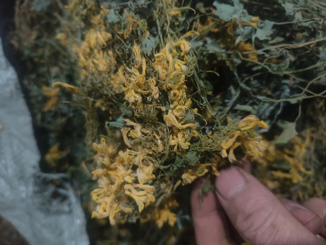 正品自然生长石岩上岩黄连 岩黄莲  菊花黄连 土黄连 干品