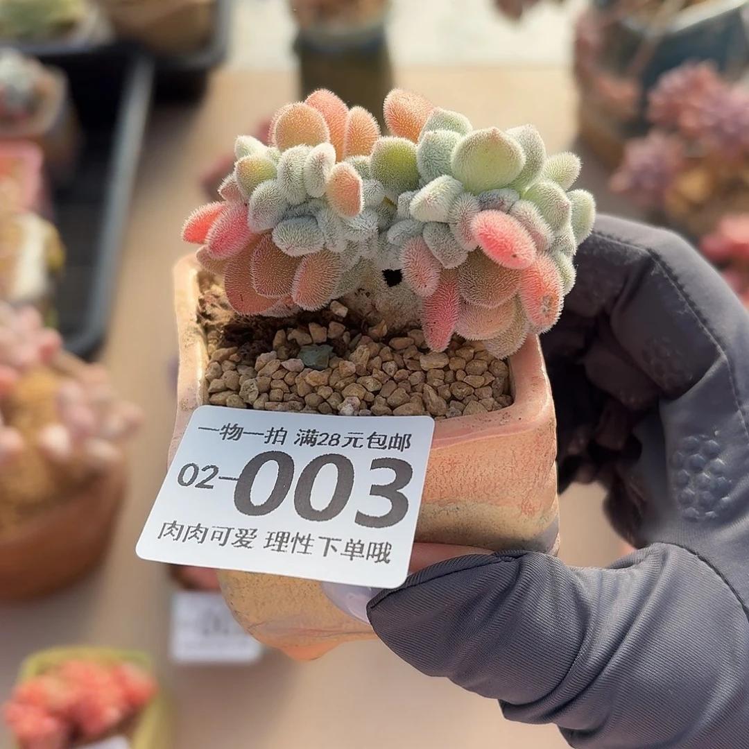 雪晃星缀无盆土发货无