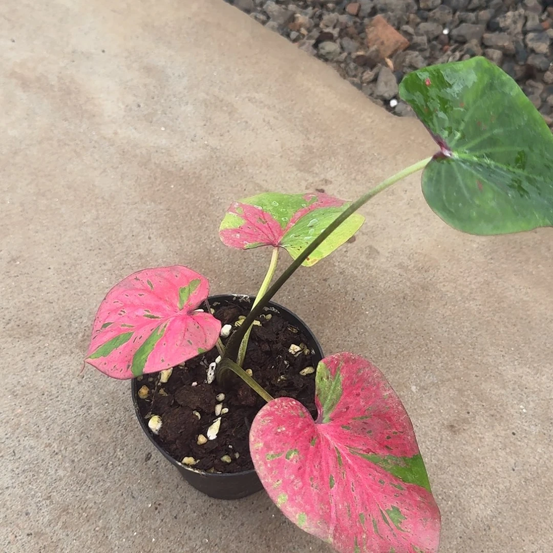 无花朵心肝杂养定