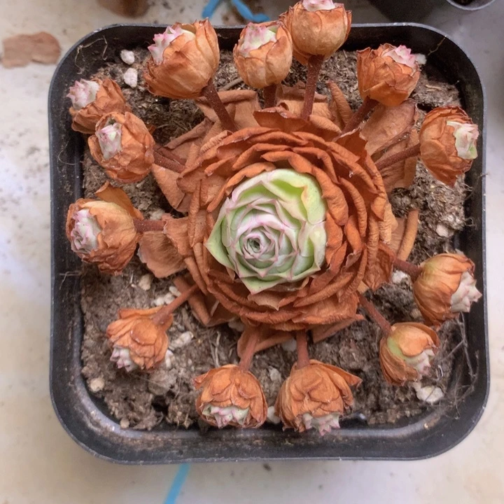 肆***玥一物一拍耶罗初见888