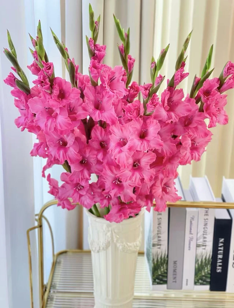 【陌上花开】紫云涧剑兰-稀有剑兰