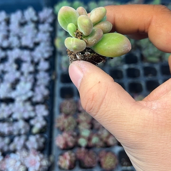 芒果奶 满10颗包邮