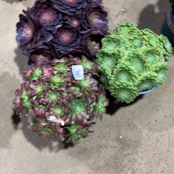 十****丶1483多肉三棵包邮特价