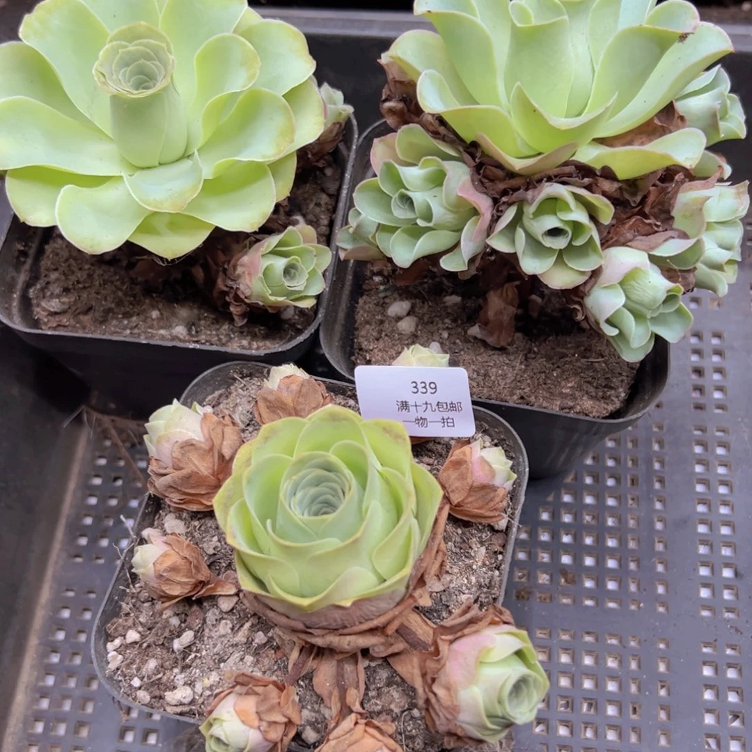 靖***业339 侧牙掉了不包损无售后