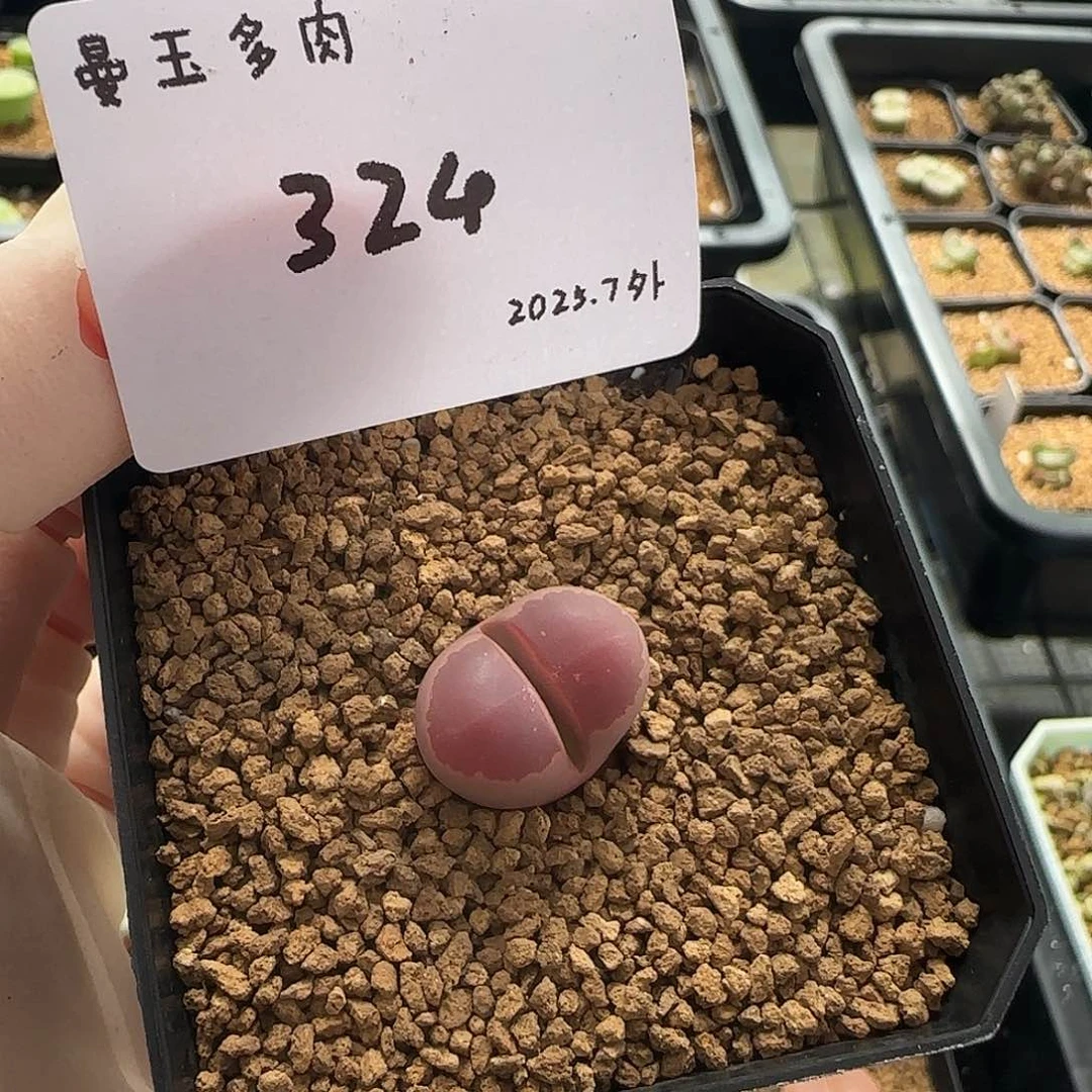 丁***加多肉多肉多肉7-324