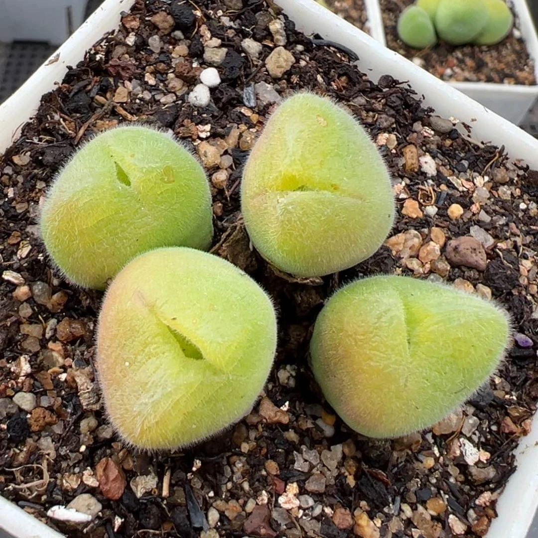 2.14好看的多肉565