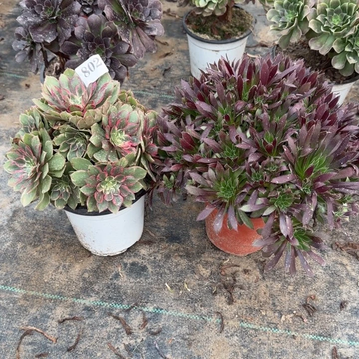 802莲花座➕孔雀包邮。