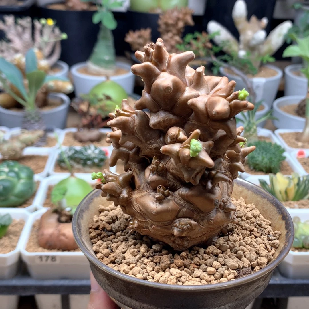 蛮鬼塔厚敦菊母本多肉脱土