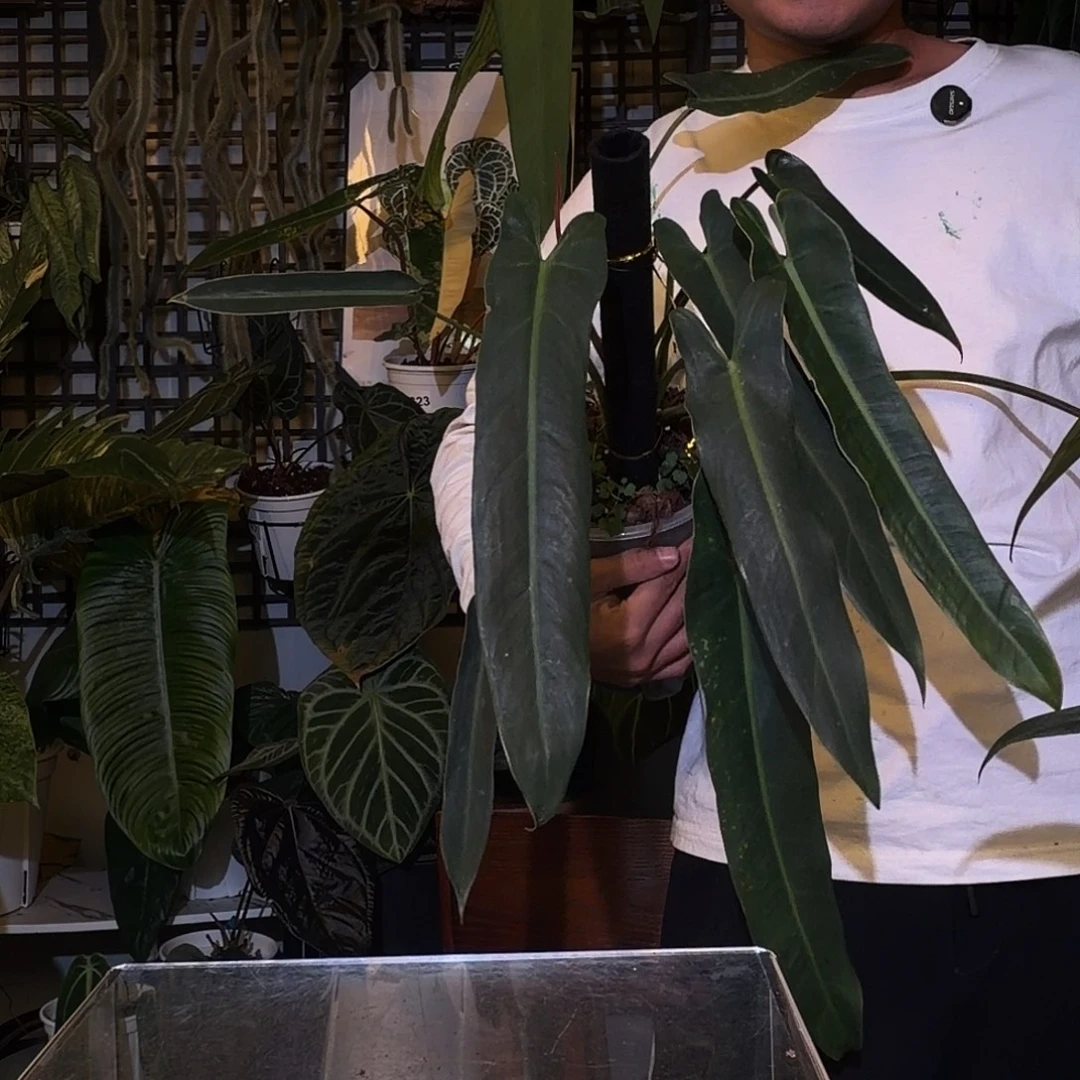 完全开放F297圣灵蔓绿绒