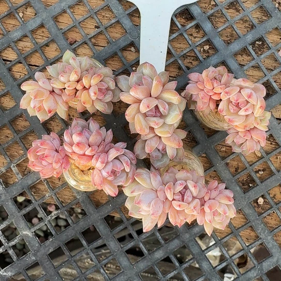 爲**乖卡卡米星星橙多肉，