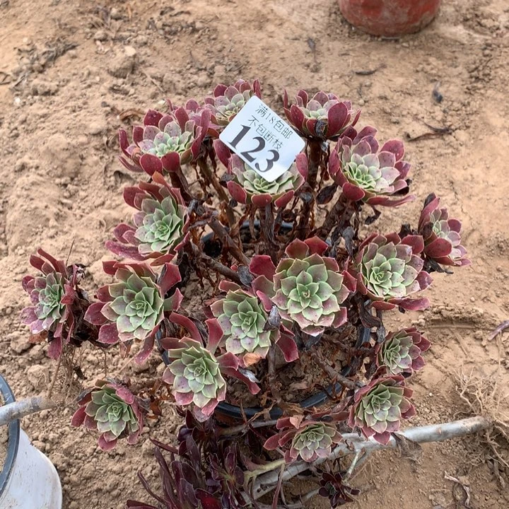 123铜玫瑰锦➕晚霞2号