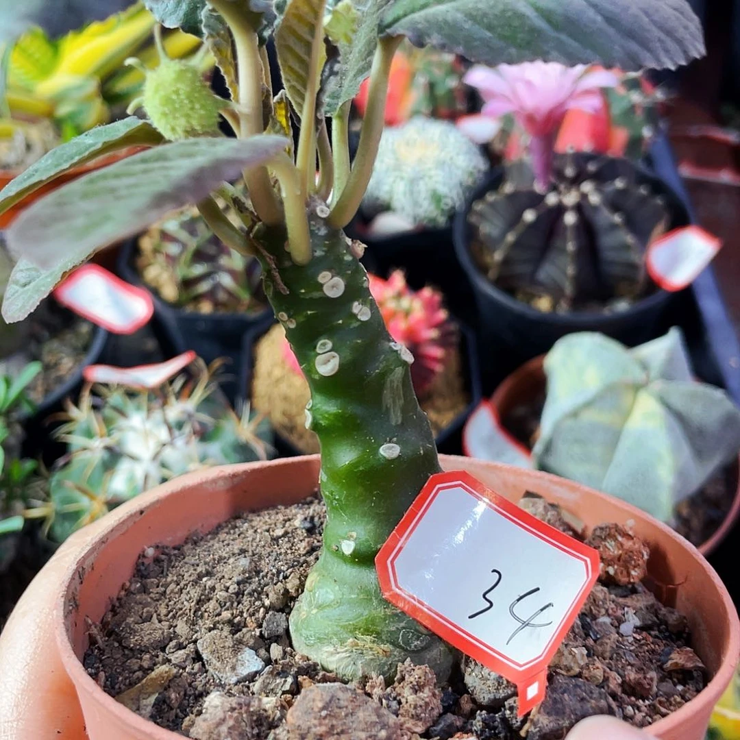 非偏远地区满25包邮仙人球裸根