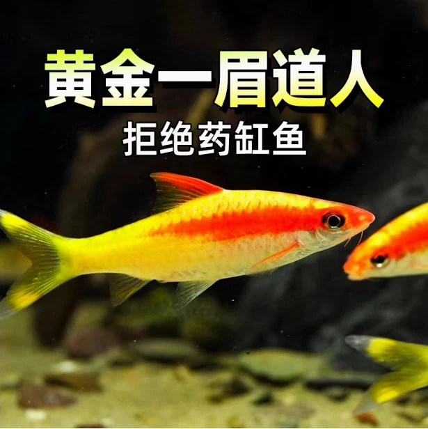 黄化一眉道人热带观赏鱼顺丰包邮（无/微沙）