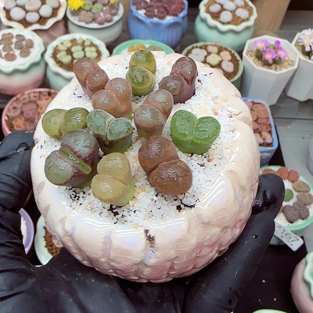 生石花满18包邮1201-174