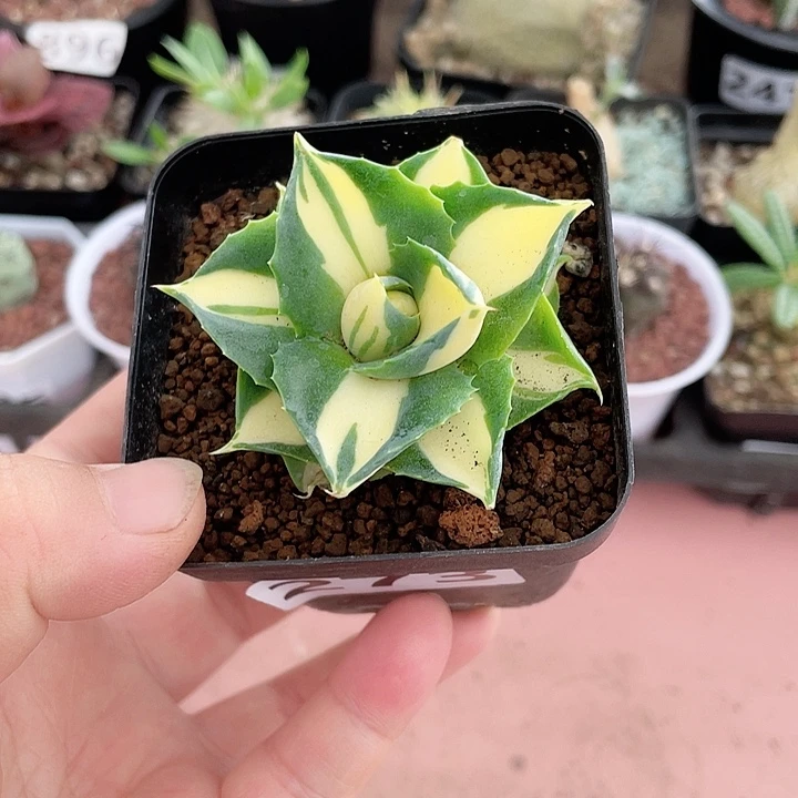 273黄中斑龙舌兰