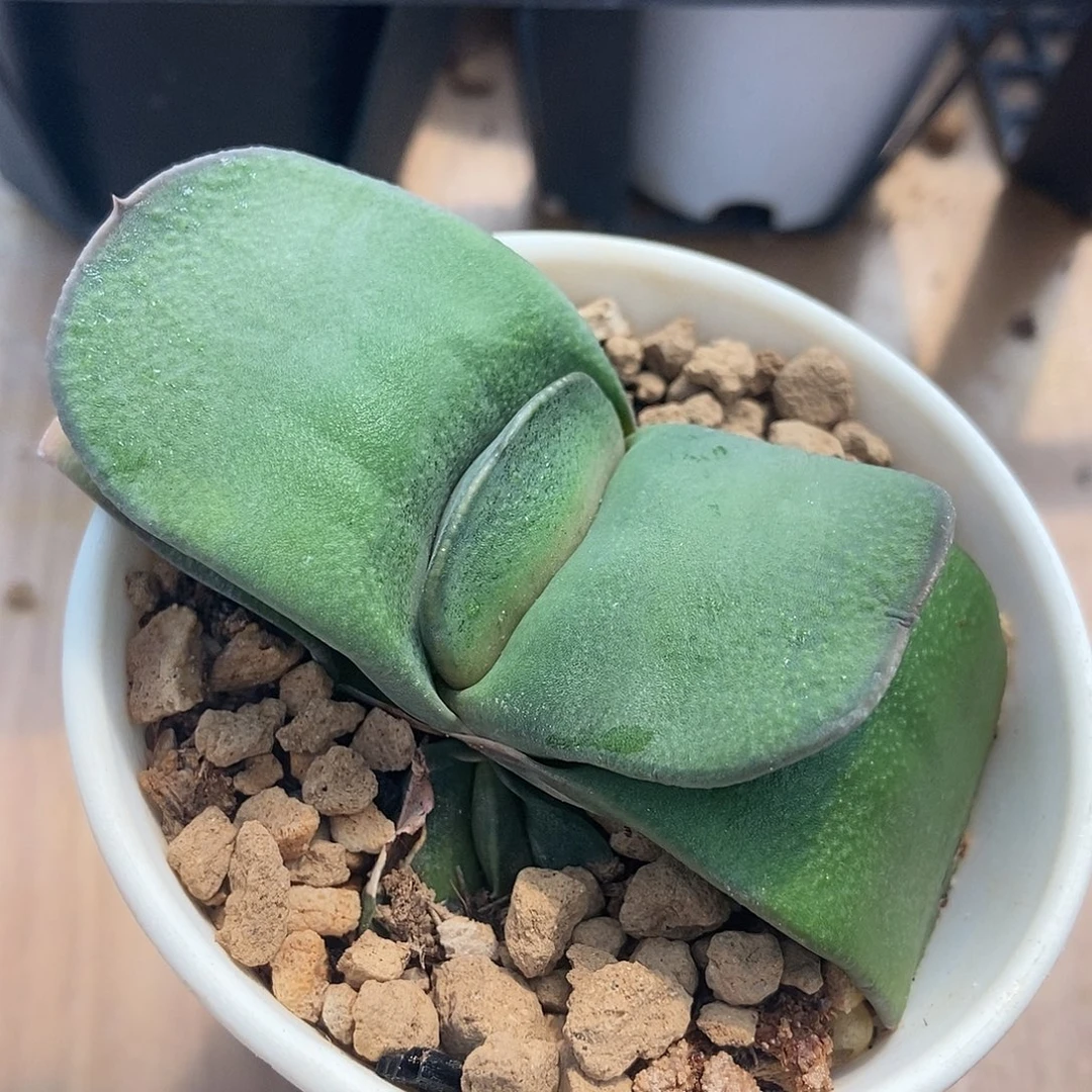 604卧牛实生带盆发货