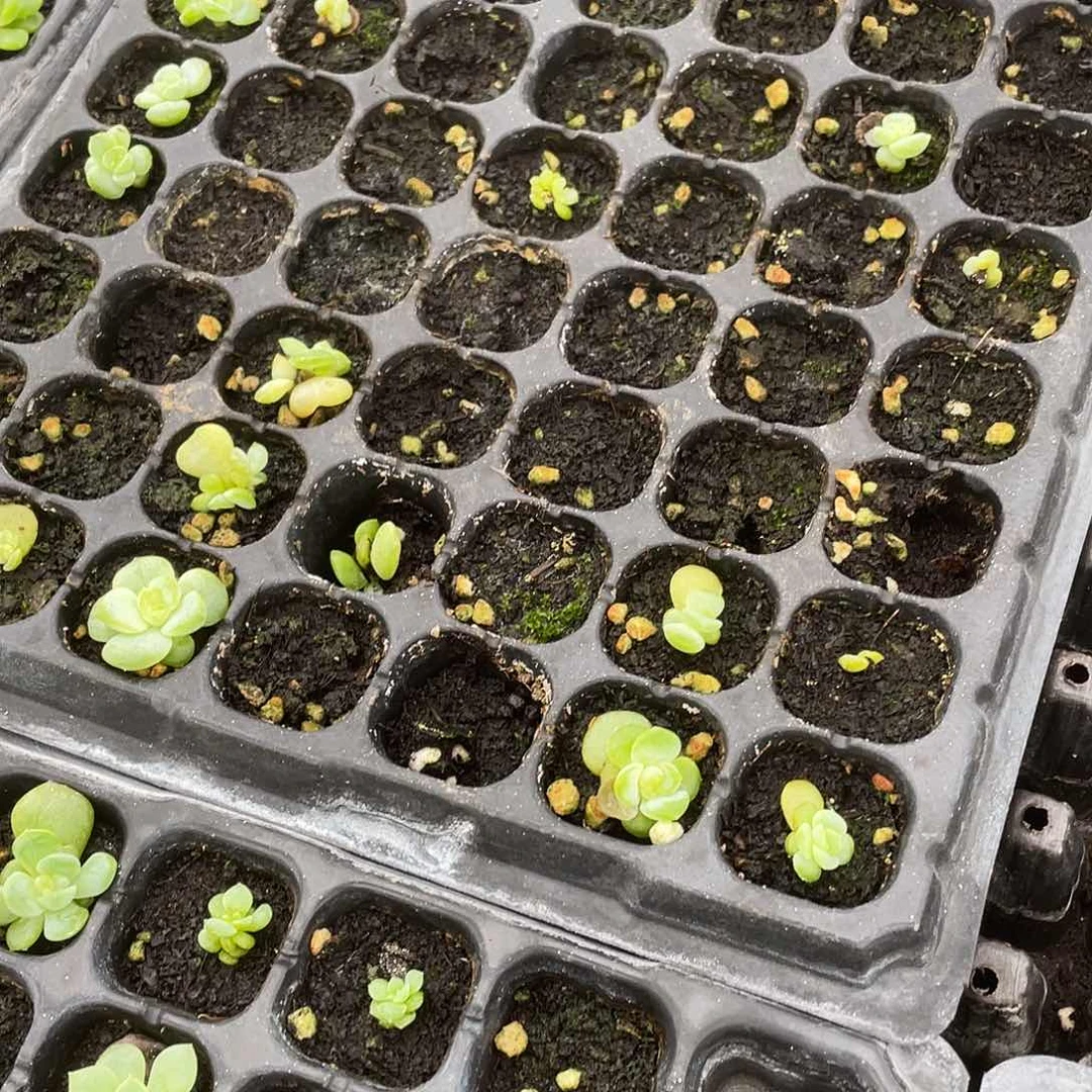 芙蓉中苗穴一个满25包邮