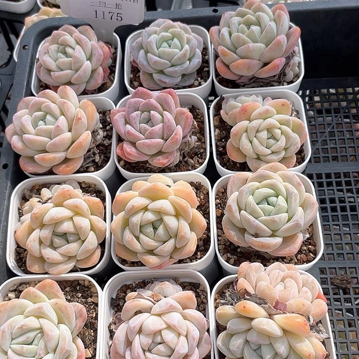 薇薇安园艺多肉1175